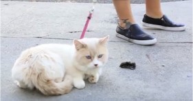 adorable people trying to walk cats