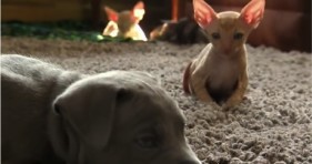 adorable pit bull and baby kitty sphinx unlikely friendship