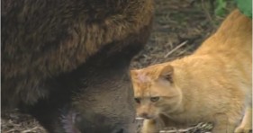 adorable unlikely friendship grizzly and tabby cat
