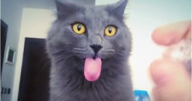blu cat funny reaction to plastic