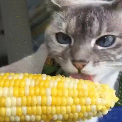 caturday hungry cats funny loves corn