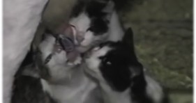 crazy cats drinking milk from cows
