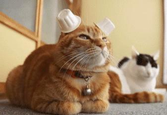 cups on cat ears funny hungry cats