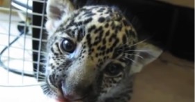 cute baby jaguar chews on finger hungry kitten