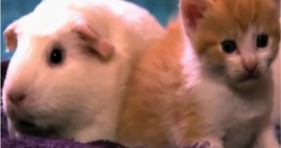 cute orange kittens and guinea pig