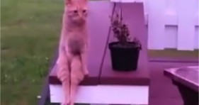 garfield ginger cat sits like human adorable funny
