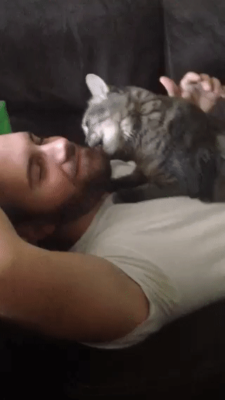 kitten is a hungry cat licks beard caturday