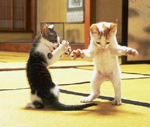 lolcats funny dance moves edm cats caturday
