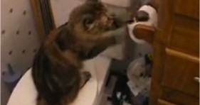 stinky cat vs toilet paper lolcats funny