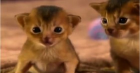 Abyssinian Kitten Tiny Dancer Is Cute Adorable