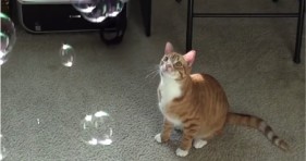 adorable cole & marmalade love catnip bubbles