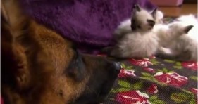 adorable kittens and german shepard unlikely friendship