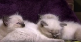 adorable ragdoll kittens furballs cute