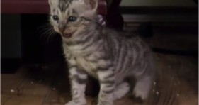cute grey toyger kittens on the prowl
