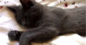 cute sleepy cat gets woken up by human