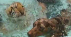 cute tiger & doggy go for a swim adorable