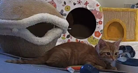 kitten cam