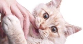 learn how to properly pet your cat cute kittens