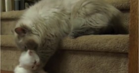 mom cat rescues curious kitty from dog