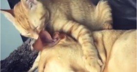 adorable bubba and rue love kitten and puppy