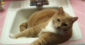 adorable chatty cat chills in bathroom sink