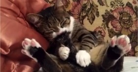 adorable kitten suckling cat tail pacifier