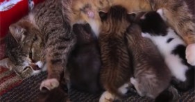 adorable parent cats love their kittens