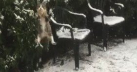 funny cat misses the heat in first snow storm lolcats