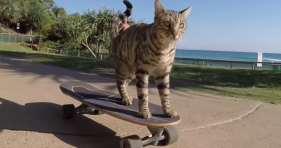 skateboard cat