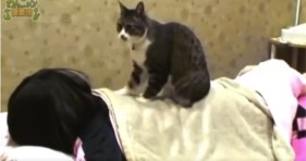 most adorable cat massage parlor