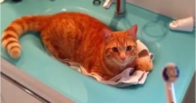 orange cat loves toothbrush pearly whites