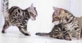 adorable epic kitten battle cute kitties