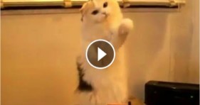 cool fluffy cat plays theremin cute kitten