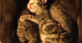 cute grey kitten dreams adorable cat litter