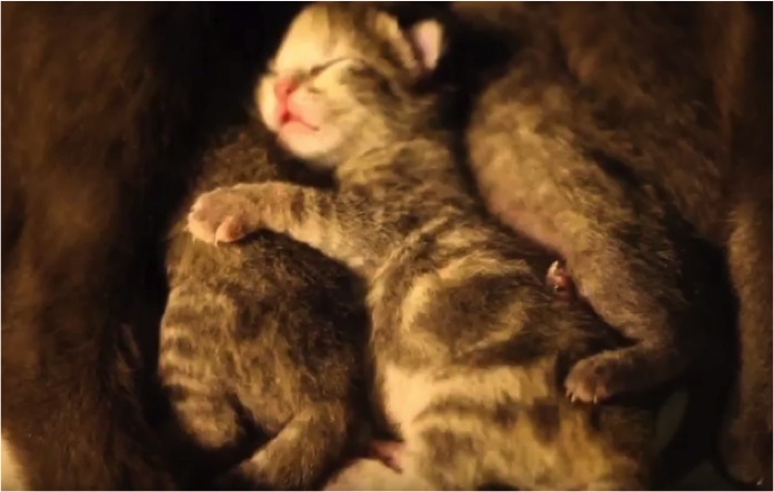 Cute Grey Kitten Dreams Adorable Cat Litter 