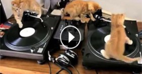 cute kittens dj party lolcats
