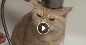 funny cat wet in the tub adorable