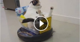hilarious funny roomba cat does houseworkhilarious funny roomba cat does housework