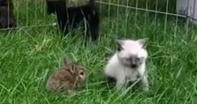 adorable bunny and kitty being best friends