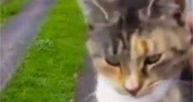 adorable cat loves his mailman