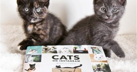 adorable cats of instagram holiday gift kitten book