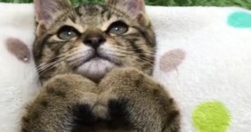 adorable cute kitty makes heart symbol