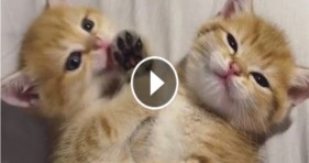 adorable kittens paws love jelly beans