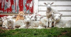 adorable orange cat loves flock of lamb