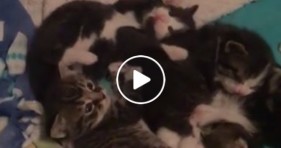 cute baby kittens paws up with jelly beans