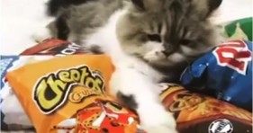 cute cheetos cat sharing is caring kitten