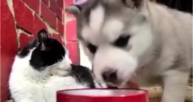 cute raccoon, cat and puppy are besties