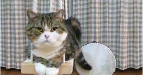 fluffy maru the kitten plays like beethoven