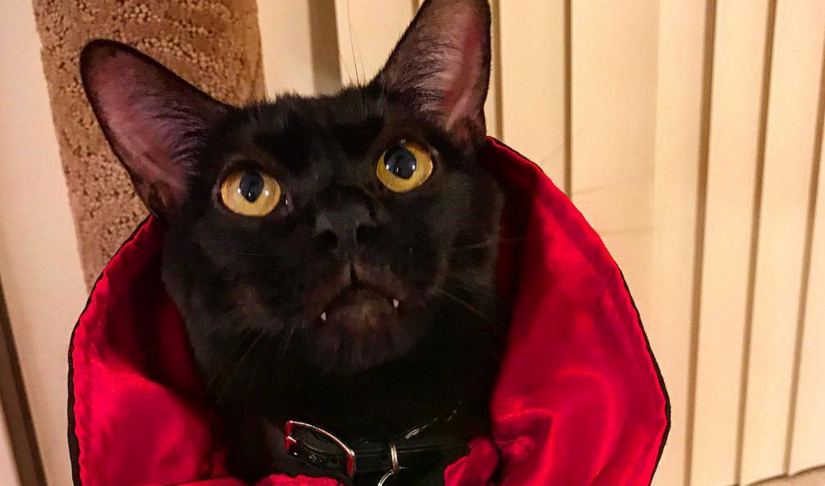 Включи коты номер 4. Кот вампир. Черный кот вампир. Кот вамп. Возвращение кота вампира.