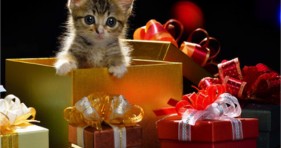 xmas holiday gifts amazon smile charity cute kittens
